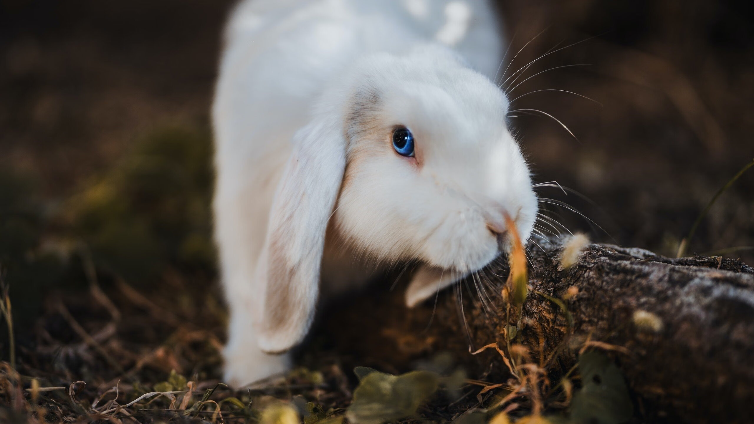 某队引入高科技训练设备，训练效率大幅提升，某队引入高科技训练设备,训练效率大幅提升