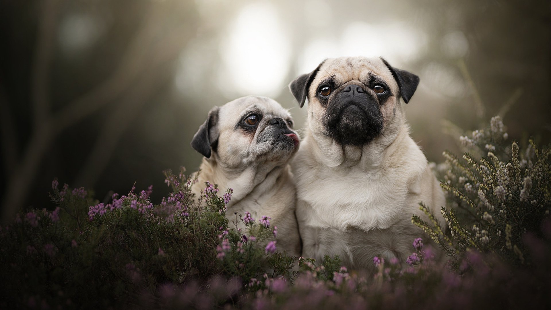 爱游戏官方入口-梅西助攻梅开二度，带领巴萨获胜，梅西打进巴萨的官方进球