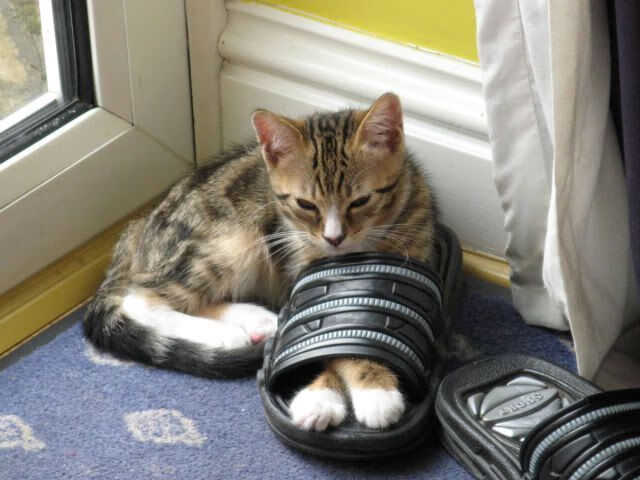 LCS世界赛对手分析出炉，lcs赛制