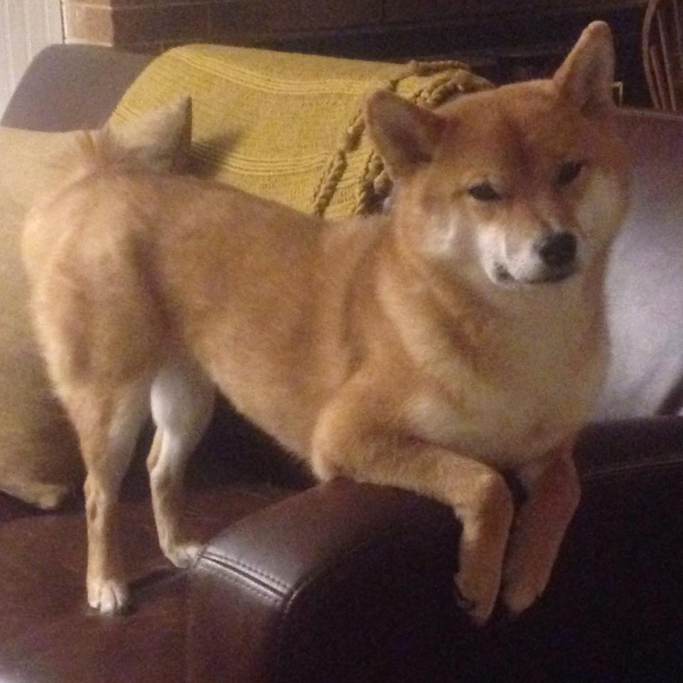 中甲中乙球队生存压力是否加剧,中甲中乙是什么意思