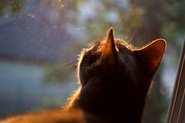 广东男篮大胜上海，积分榜再次领先，广东男篮输上海男篮