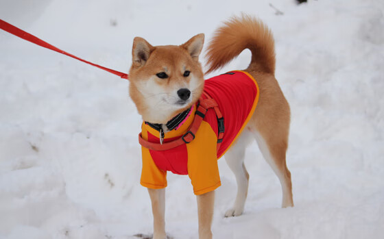 弗拉门戈在2024年巴西杯中夺冠，展现强大实力，弗拉门戈vs巴西国际比分预测