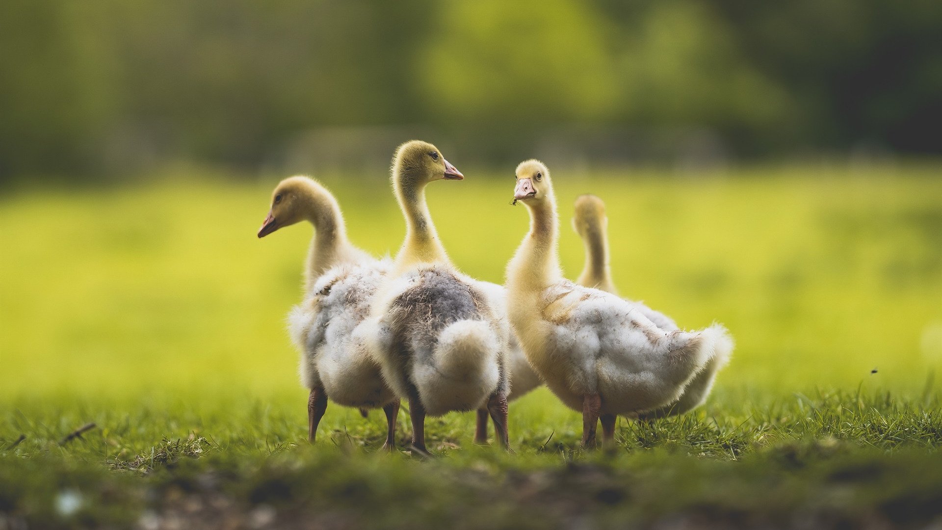 NBA赛季助攻效率提升方案，nba赛季助攻王排名