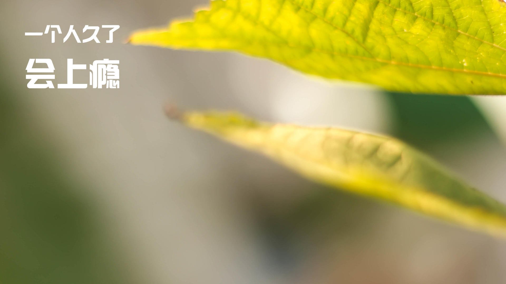 中国篮球联赛数字化转型与观众互动提升，中国篮球大数据平台官网