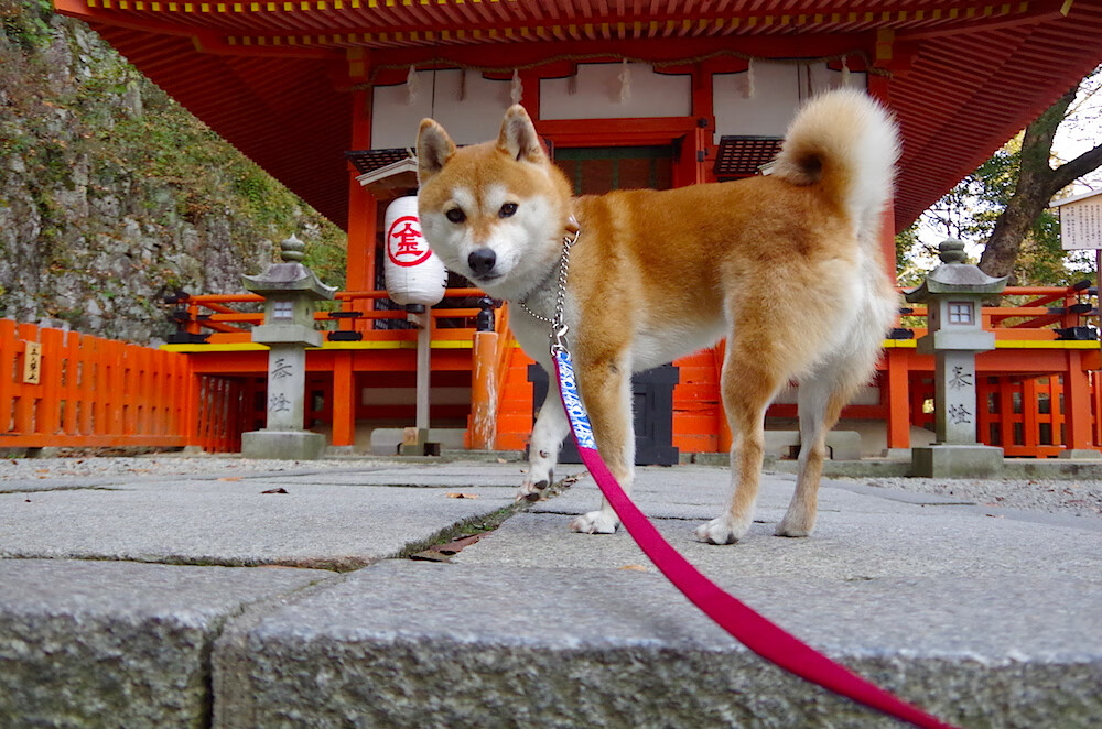 中超进攻三角组合效率排名，中超联赛角球数据