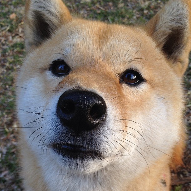 各国裁判：多样化与国际趋同的发展趋势，国际裁决