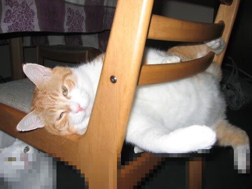 奥林匹克资格系列赛中国健儿捷报频传，奥林匹克竞赛全国一等奖